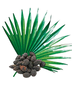 Sägepalmenextrakt (Serenoa repens) – Inhaltsstoff von Uroprostan