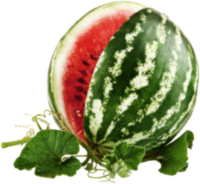Wassermelone (Citrullus lanatus) – Inhaltsstoff von Uroprostan
