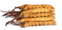 Cordyceps – συστατικό του Uroprostan